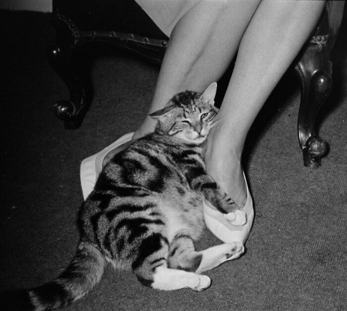 esotericpawg's tweet photo. How feet guys see themselves https://t.co/9UqXd0XBYj