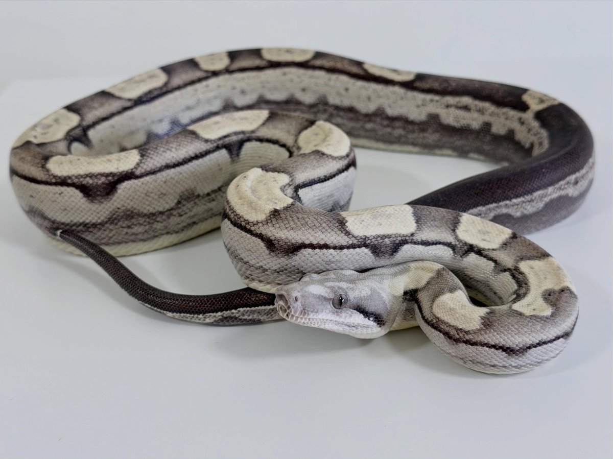 SimoneMinrkh's tweet photo. Roswell Laddertail VPI Motley

A refined gray that gets more captivating the longer you look at it. At around NT$10, 000, this is clearly the top choice for a cool-toned look. https://t.co/9jK4R5xTQn