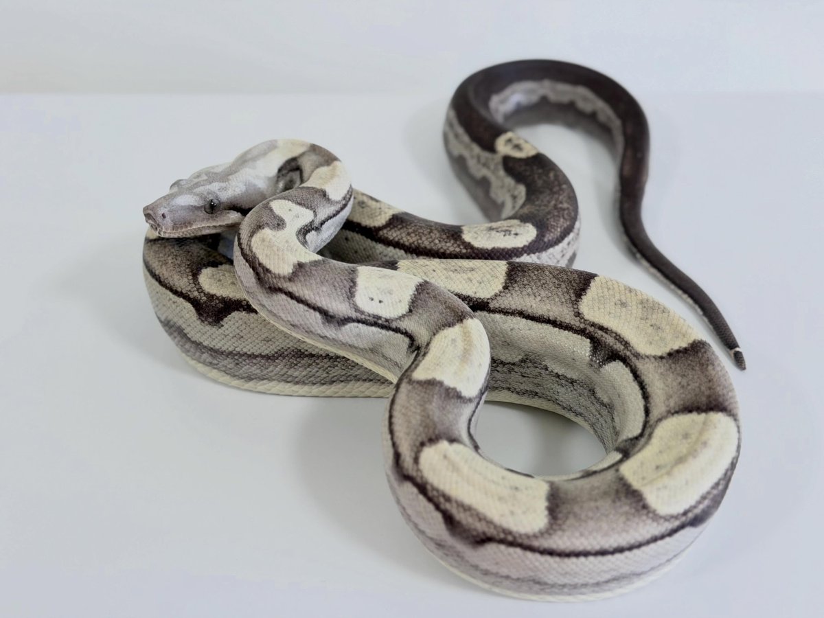 SimoneMinrkh's tweet photo. Roswell Laddertail VPI Motley

A refined gray that gets more captivating the longer you look at it. At around NT$10, 000, this is clearly the top choice for a cool-toned look. https://t.co/9jK4R5xTQn