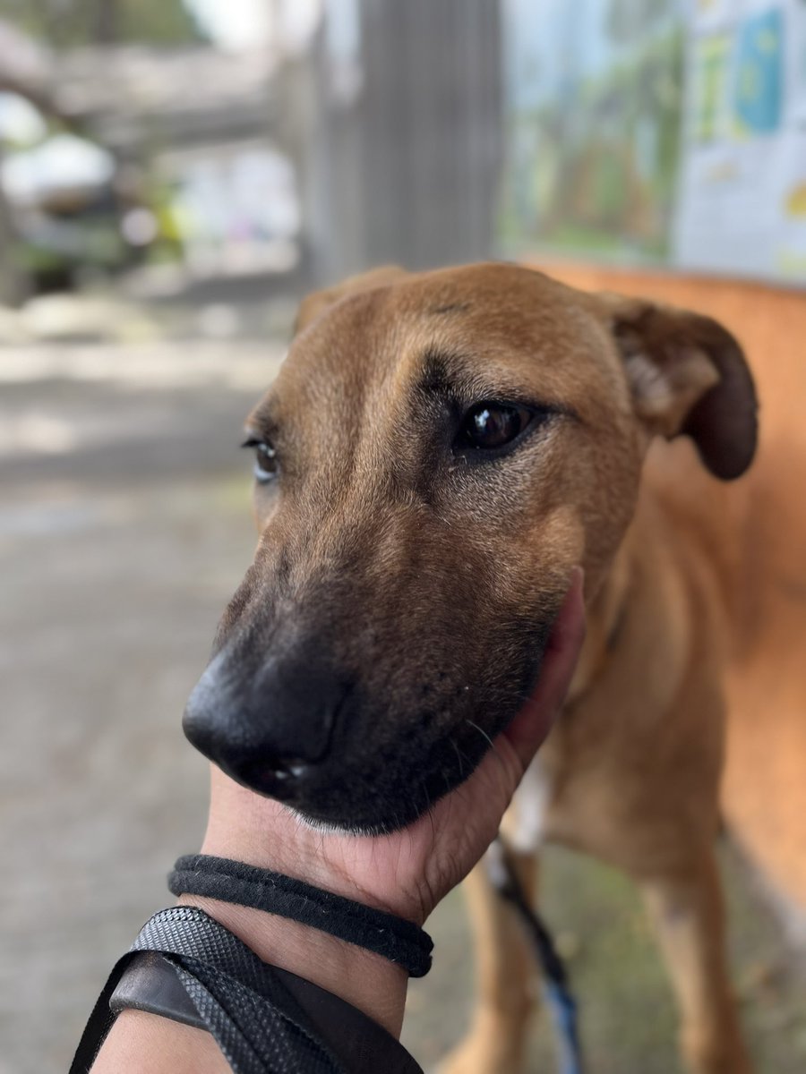 HELA_MORE's tweet photo. 🐾 Cerecita está buscando un hogar. 🩷

Tiene apenas 6 meses y ya pesa 20 kg, así que será una perrita de talla grande cuando sea adulta.

Cerecita es un poquito tímida al principio, pero estamos seguros de que detrás de esa timidez hay una cachorrita con muchísimo amor para dar. 🥹

Solo necesita una familia que tenga paciencia, le dé seguridad y le enseñe que ahora sí está a salvo. ❤️

Ella no necesita ser perfecta, solo necesita que alguien decida amarla para toda la vida.

📍 CDMX
🐶 6 meses
⚖️ 20 kg
📏 Será talla grande

¿Quieres darle a Cerecita la familia que tanto merece? 🩷