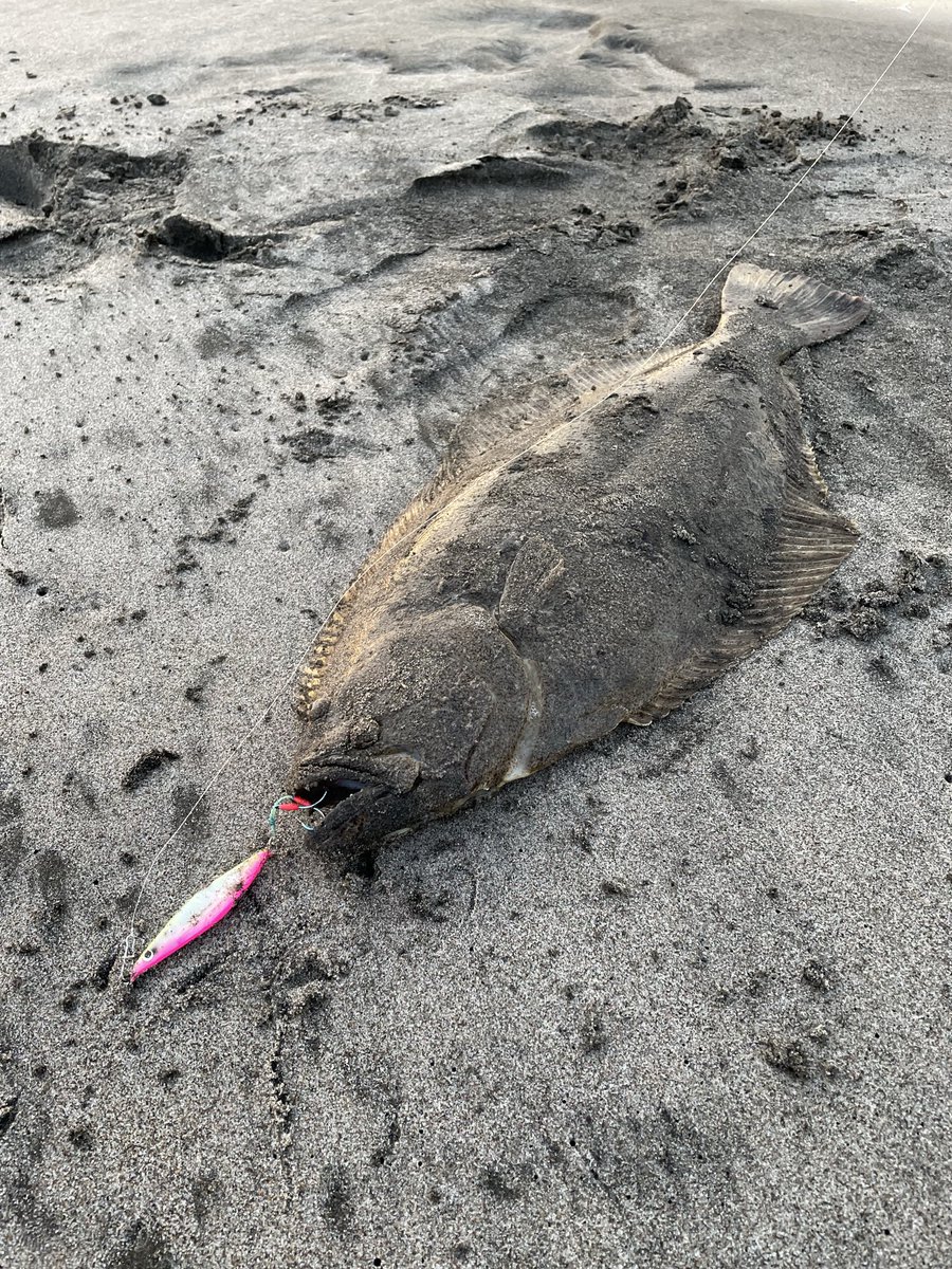 0PjeuUisl151114's tweet photo. 横風強くて諦めかけてたら出ました。
flounder最高‼️
＃ItoLures 
#flounder
＃KZhook https://t.co/k1ROkumMuB