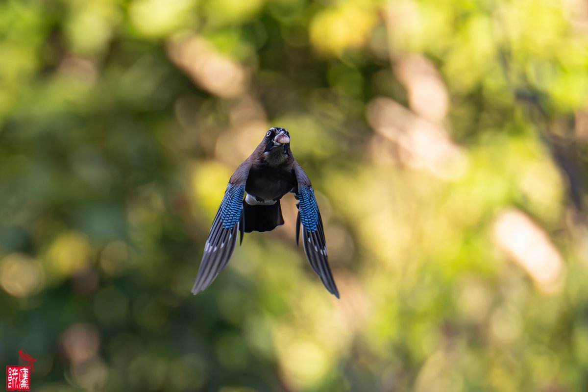 HungryHawk0917's tweet photo. イガグリごと運ぶ子も居れば、はじけた栗を狙って実だけ運ぶ子も。

FE 600mm F4 GM
#野鳥 #sony #カケス https://t.co/M7tG6EFHX7