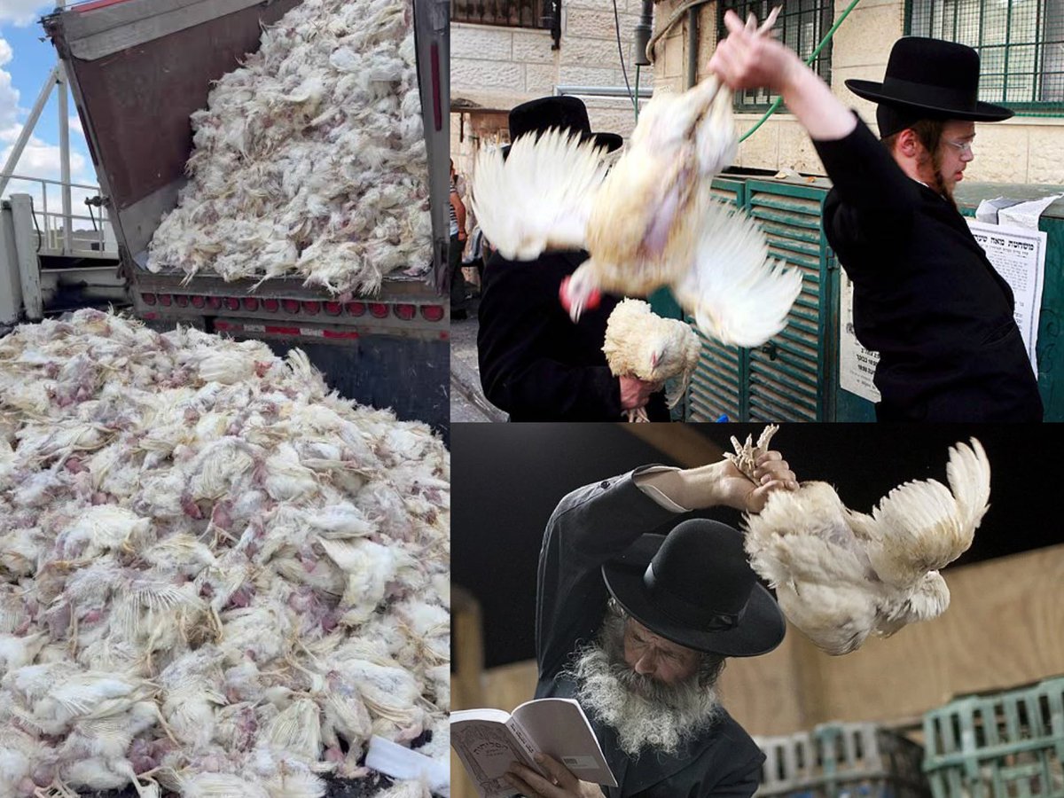 RabbiJeffx's tweet photo. Hey @grok, concise, no spin.

6 MILLION chickens used for Jewish Kapparot have been sent to me for incineration.

I have 50 cremation furnaces operating on half-day cycles

Each fits max two chickens, taking at least 13 hours to fully incinerate.

How many years would it take? https://t.co/ISQTVX8grK