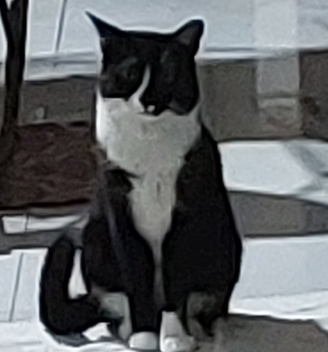 felipnemsei's tweet photo. Gato Embigo https://t.co/eoI2NA4Byx
