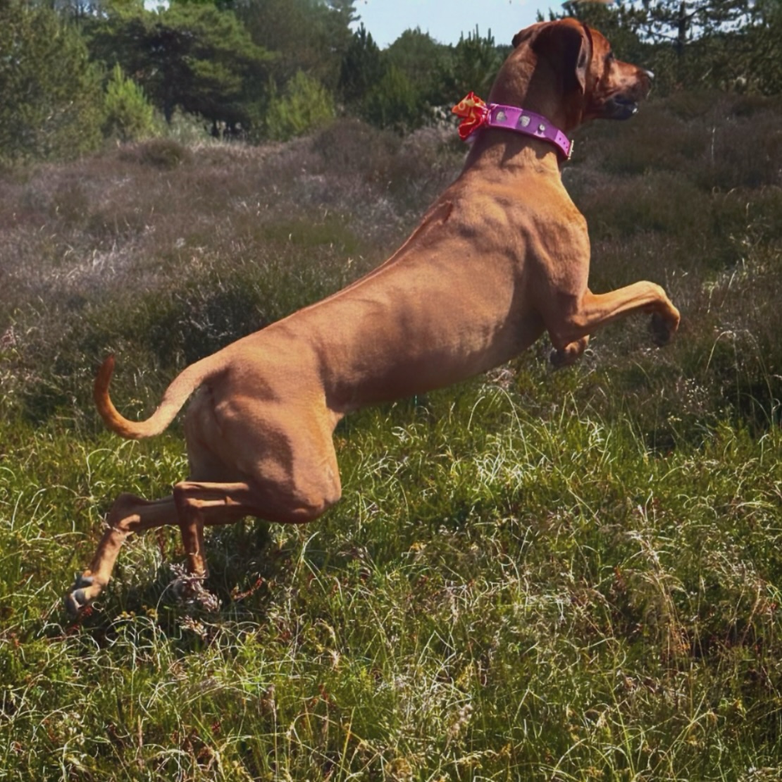 Alessandra4ly's tweet photo. Jump for joy! The Netherlands won last night, so I celebrated with extra airtime and a ridiculously cheerful collar. Thanks, @sirbdogwear. https://t.co/390ckY0jUW