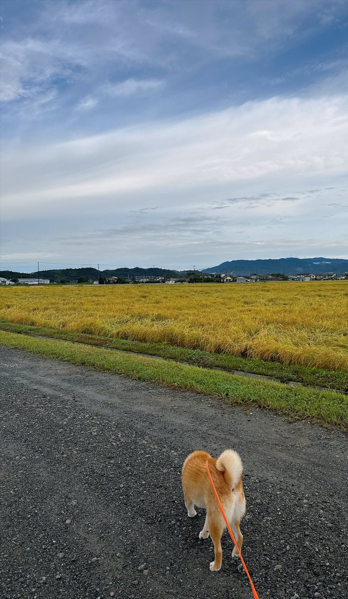 BagelMeguru's tweet photo. リード握ってる手やられる
蚊本気出してんな https://t.co/hzY70O3f4r