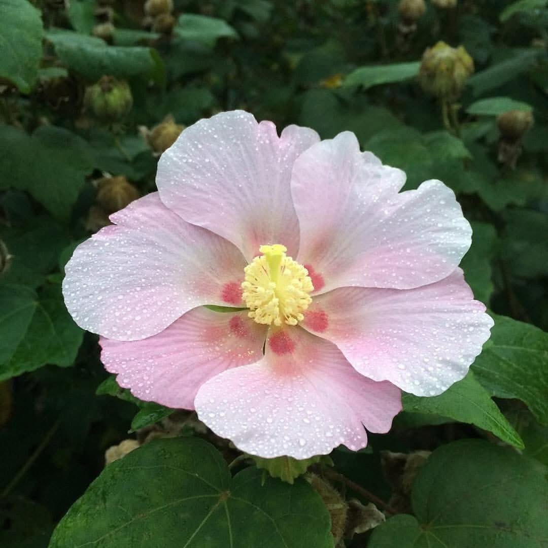 teruteruafu's tweet photo. おはようございます。
今日一日、進んで はたらきます。

テーマは「たった一言」
 
たった一言の言葉で
　
楽しくさせることができる。

嬉しくさせることも、
　
幸せにすることも、
　
愛を伝えることだってできる。

その反面、
　
悲しませることも
　
辛くさせることも
　
怒らせることも
　
出来てしまう。

たった一言なのに。

言葉を交わすことが、
　
当たり前になっているけれど、
　
自分が言う、その一言一言の
　
重みを感じることが、
　
言葉の責任を負う事が
　
大切だと思う。

受け取り方で意味だって
　
変わってしまうのだから。

誰かを傷付ける
　
ためではなくて
　
誰かを愛するために
　
言葉ってあると思う。

だから私は自分が、
　
誰かが幸せになるために
　
優しい言葉を紡いでいきたい。