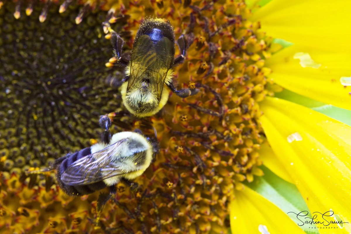 ColeneHaulu0y's tweet photo. Busy bees! Captured at Codman Community Farms. Bees are fascinating yet challenging subjects: they move incredibly fast and unpredictably. Patience paid off when these two landed along the sunflower’s core, creating a beautiful composition. https://t.co/EaLF0AqhZm