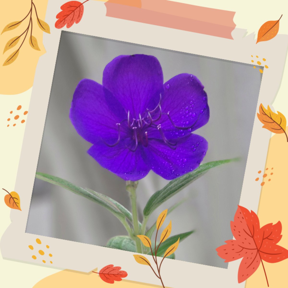 komugi623's tweet photo. おはよう☁

お彼岸は雨が多く晴れた日は栃木に行ってしまい母のお墓参りができていない
昨日行こうと思っていたらまた雨☔でも主人が行こうと言ってくれ傘を差してお墓参りへ🚗

右眼はクリアに見えます🙌
こんなに簡単なら悩まずに早く治療をすれば良かった
でも性格的に悩まずにはいられないのだ😂 https://t.co/U3FkUirRve