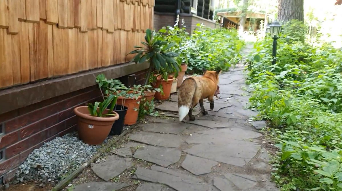 ymmugiwik's tweet photo. Alice the fox pilfers a piece of meat from the sleeping dog.

See ALT for channel link https://t.co/MwuAuRnzTh