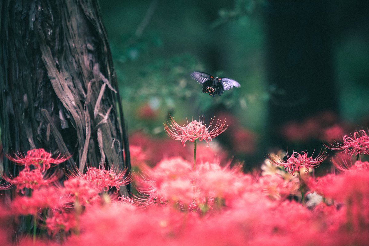 kelly__photo's tweet photo. Shot on FUJIFILM https://t.co/ibUy8FMA7I