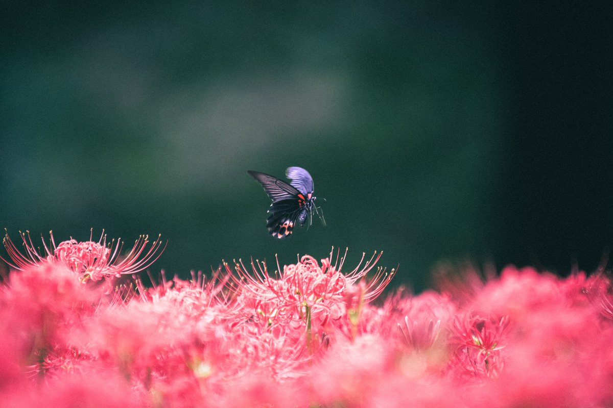 kelly__photo's tweet photo. Shot on FUJIFILM https://t.co/ibUy8FMA7I