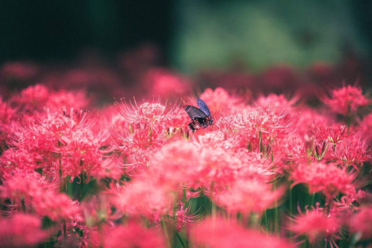 kelly__photo's tweet photo. Shot on FUJIFILM https://t.co/ibUy8FMA7I