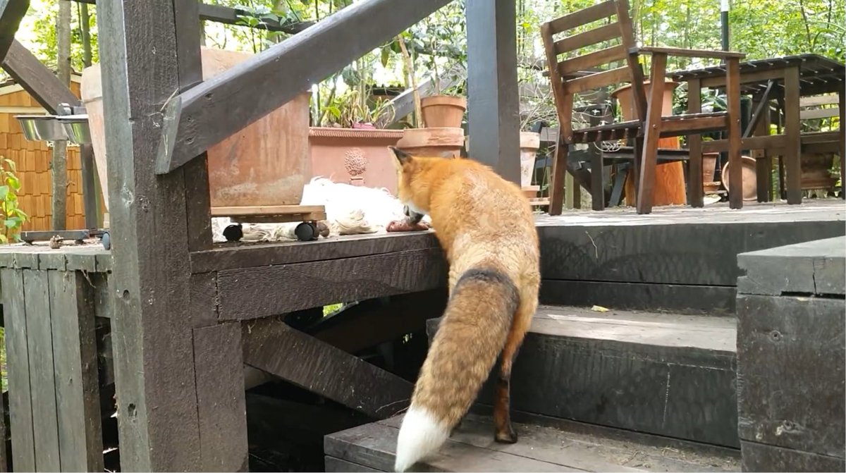 ymmugiwik's tweet photo. Alice the fox pilfers a piece of meat from the sleeping dog.

See ALT for channel link https://t.co/MwuAuRnzTh