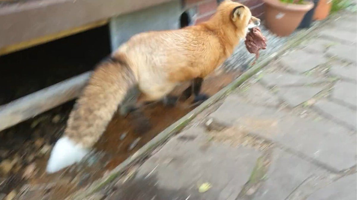 ymmugiwik's tweet photo. Alice the fox pilfers a piece of meat from the sleeping dog.

See ALT for channel link https://t.co/MwuAuRnzTh