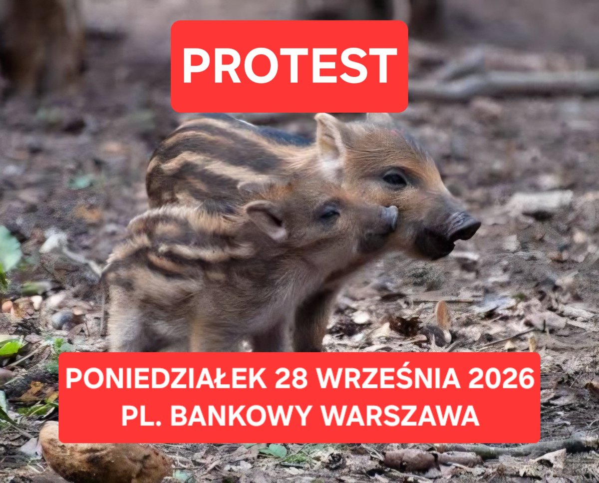 RobertMaslak's tweet photo. Przyjdź w poniedziałek 28 września 2026 o 17:00 na pl. Bankowy w Warszawie, aby powstrzymać rzeź dzików w stolicy! Były duże nadzieje w związku z zapowiedziami powołania zespołu ekspertów. Zespół powstał, ale nawet on nie został poinformowany o wniosku prezydenta stolicy dotyczącego zgody sejmiku mazowieckiego na eliminację dzików "bez limitu". Podobnie nie wiedziały o tym organizacje prozwierzęce. 
Dziki od czasu pojawienia się w Polsce ASF stały się przedmiotem eksterminacji. Sam wirus zabił część populacji, resztę tępi się bezwzględnie bez żadnego okresu ochronnego, młode i dorosłe. Choć w miastach zaczęły pojawiać się wcześniej, masowe polowania w związku z ASF zapędziły je w pobliże siedzib ludzkich. 
Władze Warszawy miały wiele czasu na rozpoznanie sytuacji, dokładne zbadanie poszczególnych grup, ich zwyczajów, aż do podjęcia działań zaradczych. Nie zrobiły tego. 

Jeśli tylko możecie, przyjdźcie w poniedziałek. Eksterminacja jest drogą do nikąd. W miejsce zabitych pojawią się nowe dziki. To nie tylko kwestia dzików, ale też osób, które głęboko przeżywają fakt, że pod ich oknami zabijane są świadome, czujące istoty.