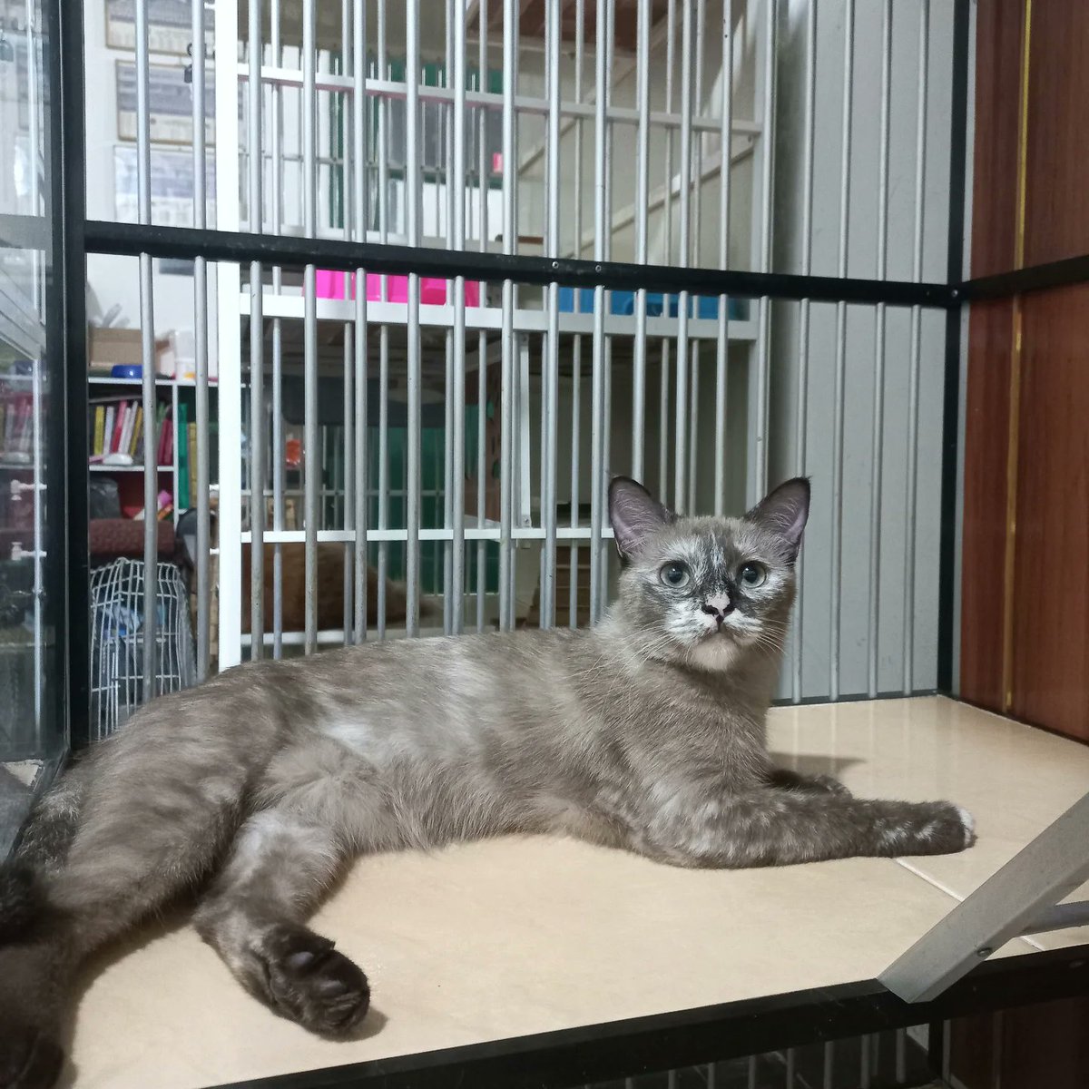 AltaThull180404's tweet photo. Time to play! Her friends have already left the enclosure, but Thalia is still casually lounging inside. https://t.co/OF1k03Kfmg