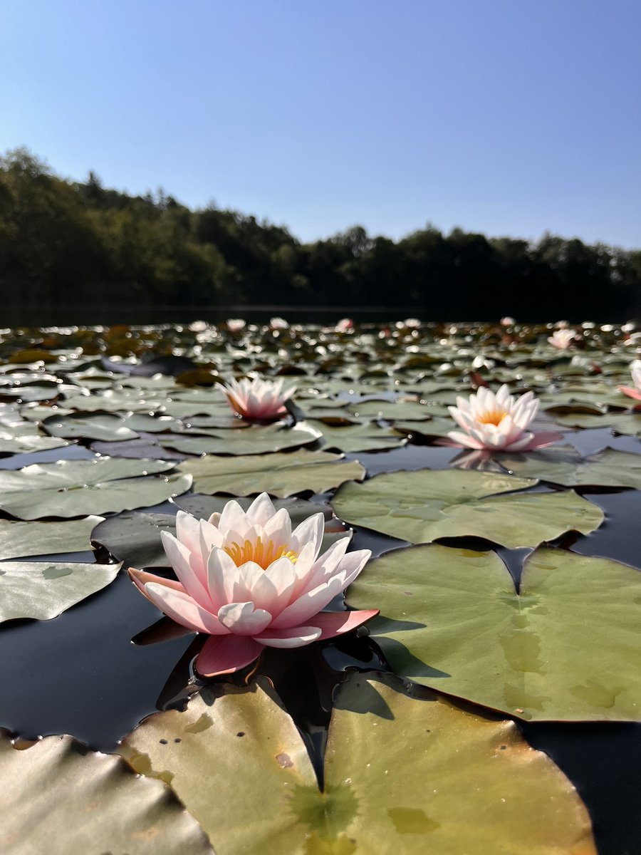 nonanonArt's tweet photo. @Ella58935760 Ja Wasser hat so viel beruhigendes 

Hier kann man noch schwimmen und die Seerosen blühen https://t.co/8b2U92Kdvk