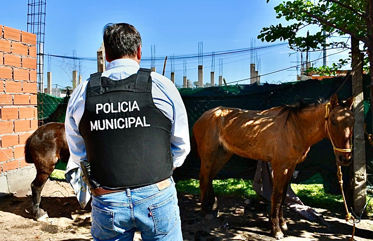PolicialesON's tweet photo. 🚨Cayó la banda de los "descuartizadores" que robó caballos de polo en Pilar y vendía la carne para consumo

🔴Durante los procedimientos se encontró restos óseos, cabezas, patas y pezuñas de equinos que fueron descuatizados en los lugares allanados. https://t.co/C4MPfNbRg0