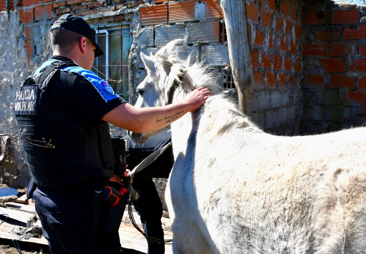 PolicialesON's tweet photo. 🚨Cayó la banda de los "descuartizadores" que robó caballos de polo en Pilar y vendía la carne para consumo

🔴Durante los procedimientos se encontró restos óseos, cabezas, patas y pezuñas de equinos que fueron descuatizados en los lugares allanados. https://t.co/C4MPfNbRg0