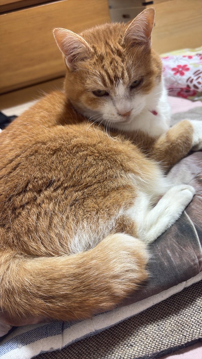 kurayome2's tweet photo. 正式なアカウントになったらまたご連絡するにゃ。
おわびの猫写真。 https://t.co/QfKCAZYP51