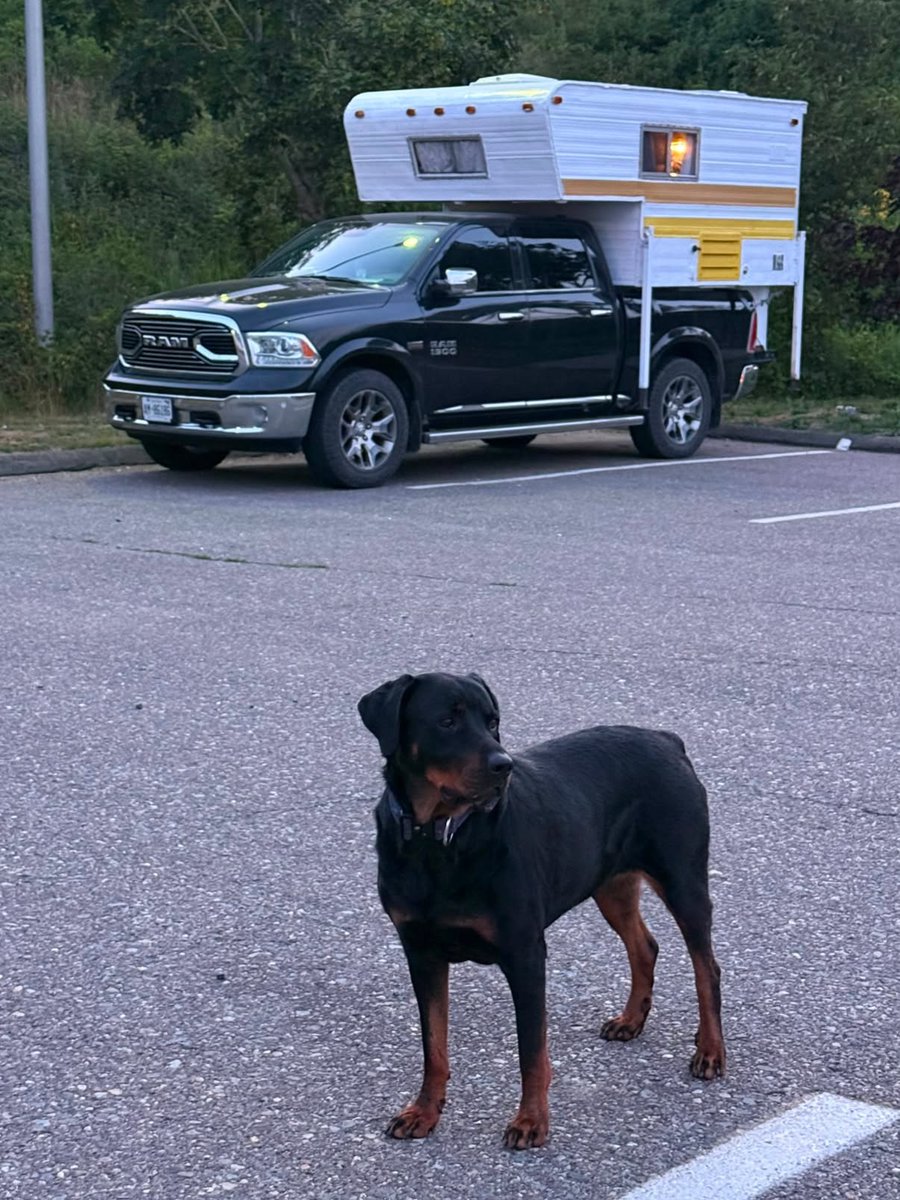 MauricioBao8's tweet photo. The dog seems to have a pretty good lifestyle! There’s so much to explore along Canada’s east coast for both the dog and their human. Thanks! https://t.co/20hLt1WLc5