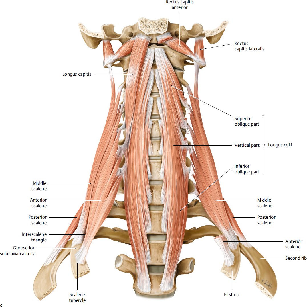 questmoosa's tweet photo. One of the fastest ways to reduce feelings of fear and danger is to simply exercise the DEEP NECK FLEXOR MUSCLES.

When your neck posture at rest is incorrect for 95-99% of the day, you will experience feelings of fear and danger because the muscles in the front of the neck (longus capital and longus colli TIGHTEN)

This will cause anxiety and fear because when these muscles are tight, the internal carotid artery (extremely large artery that supplies blood to the brain becomes COMPRESSED).

As you can imagine, if the main artery that supplies blood to the brain becomes compressed, a person will feel anxiety and fear most of the time but when the muscles are relaxed, a person will enjoy life and feel calm.

Imagine the internal carotid artery is a water hose on the floor (supplying water to a flower) and the deep neck flexor muscles are your feet.

You look at the hose beneath you and you step on it with full force and COMPRESS THE HOSE until it makes high pressure noises.

You observe the water supply to the flower has reduced dramatically but the water reaching the flower is at extemely HIGH PRESSURE because  you are compressing the hose with your foot which means the flower will experience fear and danger overtime as water supply has been compromised and the flower is being hurt by high pressures.

Similarly, when your neck muscles are tight, blood supply to the brain becomes compromised and your brain gets damaged overtime because of high intracranial pressure.

I am helping you realize the importance of strong neck muscles for your brain health and longevity.

The more you strengthen your neck muscles, the healthier your brain will be.

Remember to strengthen your neck muscles regularly (1-3 times a week) - particularly the deep neck flexors.

The best and fastest way to strengthen and exercise these muscles for a healthier brain is to simply lie down on the edge of your bed with your head dangling.

Move you neck all the way back and lift it to your chest.

This is 1 rep.

9 reps of this 1-3 times a week and your life enjoyment improved as brain circulation has improved because of reduced compression.