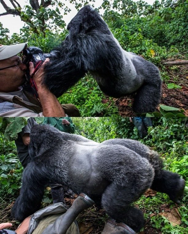 Indie5051's tweet photo. Un fotógrafo de vida silvestre capturó el momento dramático, cuando un gorila  en Ruanda, le dio un puñetazo en la cara.

[ 📸: @christophecourteau ] https://t.co/1CRei7RSxc