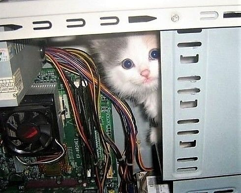 PunchingCat's tweet photo. https://t.co/NHZcXKOBdz