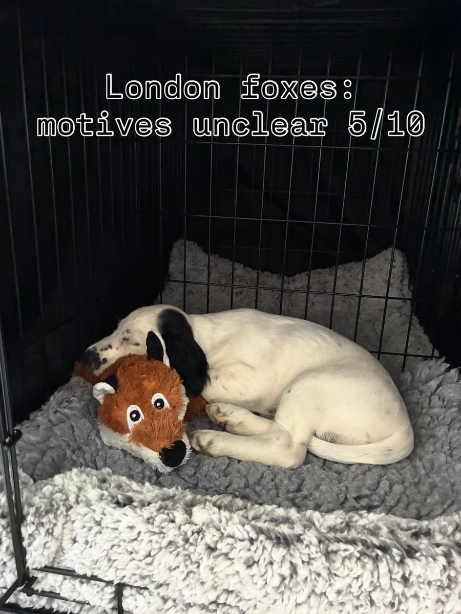 EleonorBrec2mr's tweet photo. FIRST WEEK AT HQ. Initial findings: mostly positive. Further investigation required. More missions and mischief ahead. https://t.co/XxOVqfY4Ry