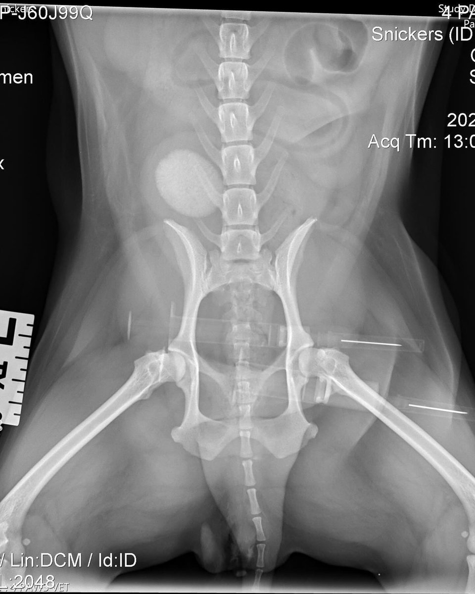 InesKmetso's tweet photo. Went to the vet and found out I’ve been carrying a golf-ball-sized bladder stone 🥺 https://t.co/nXy4fdP96A