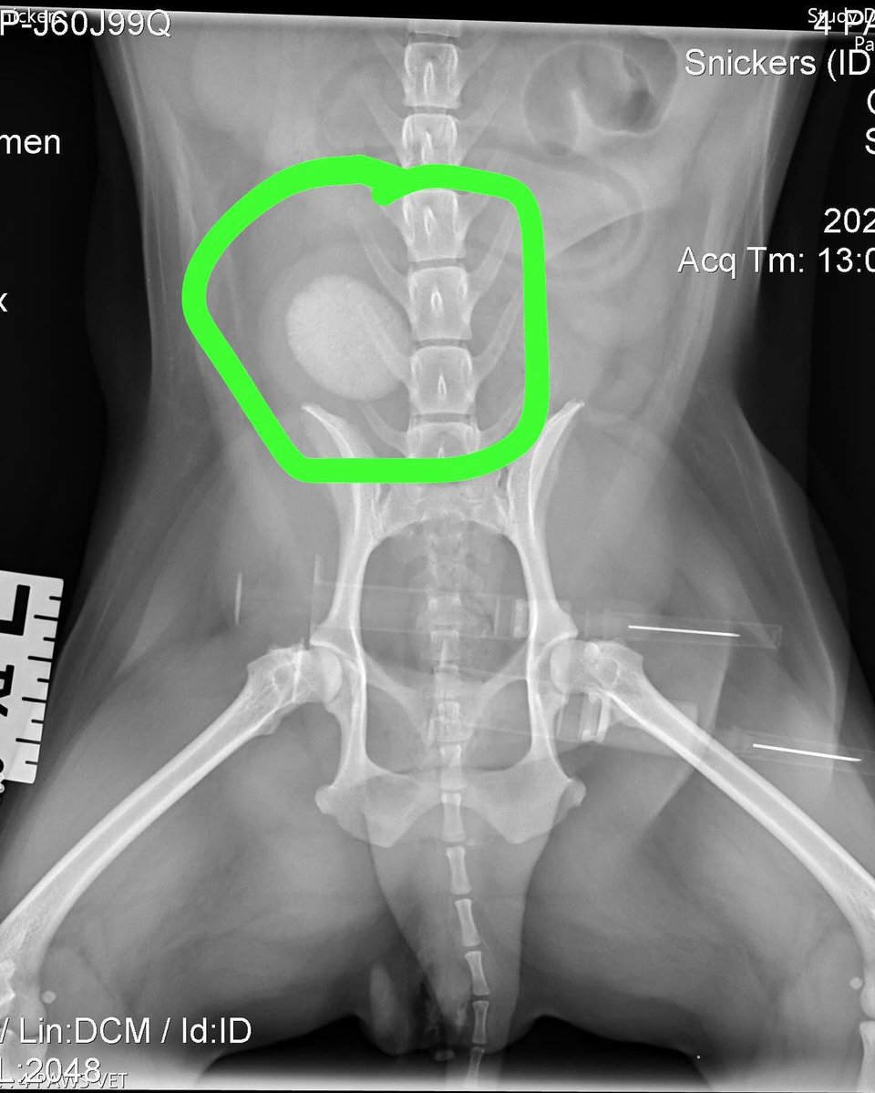 InesKmetso's tweet photo. Went to the vet and found out I’ve been carrying a golf-ball-sized bladder stone 🥺 https://t.co/nXy4fdP96A