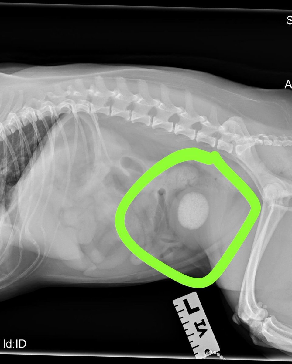 InesKmetso's tweet photo. Went to the vet and found out I’ve been carrying a golf-ball-sized bladder stone 🥺 https://t.co/nXy4fdP96A