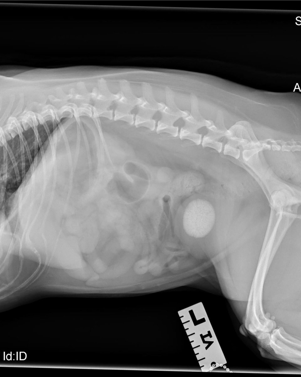 InesKmetso's tweet photo. Went to the vet and found out I’ve been carrying a golf-ball-sized bladder stone 🥺 https://t.co/nXy4fdP96A