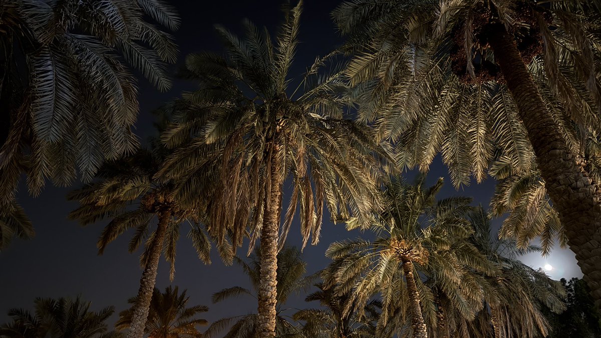 1lilnj's tweet photo. محاطيييين بالنخل💫💫💫 https://t.co/QFetGnlWnA