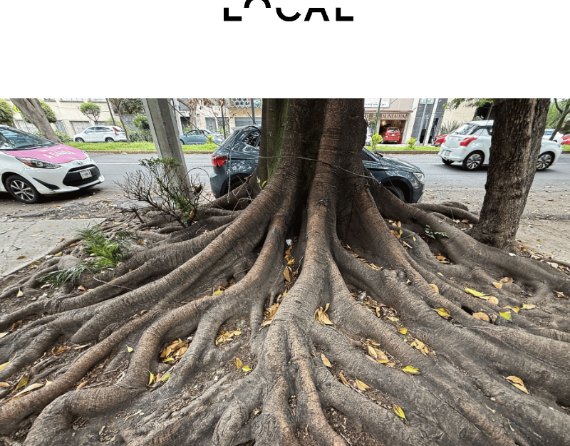 localmx_'s tweet photo. #Absurdismos Una reflexión sobre las raíces, los ficus y el paisaje urbano de la Ciudad de México, donde la naturaleza desafía al concreto y replantea nuestra forma de habitar la ciudad.
https://t.co/hNsaegw5Gz https://t.co/ftoczrOylU