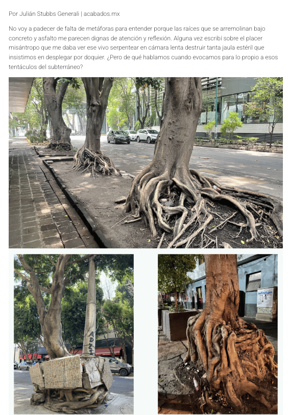 localmx_'s tweet photo. #Absurdismos Una reflexión sobre las raíces, los ficus y el paisaje urbano de la Ciudad de México, donde la naturaleza desafía al concreto y replantea nuestra forma de habitar la ciudad.
https://t.co/hNsaegw5Gz https://t.co/ftoczrOylU