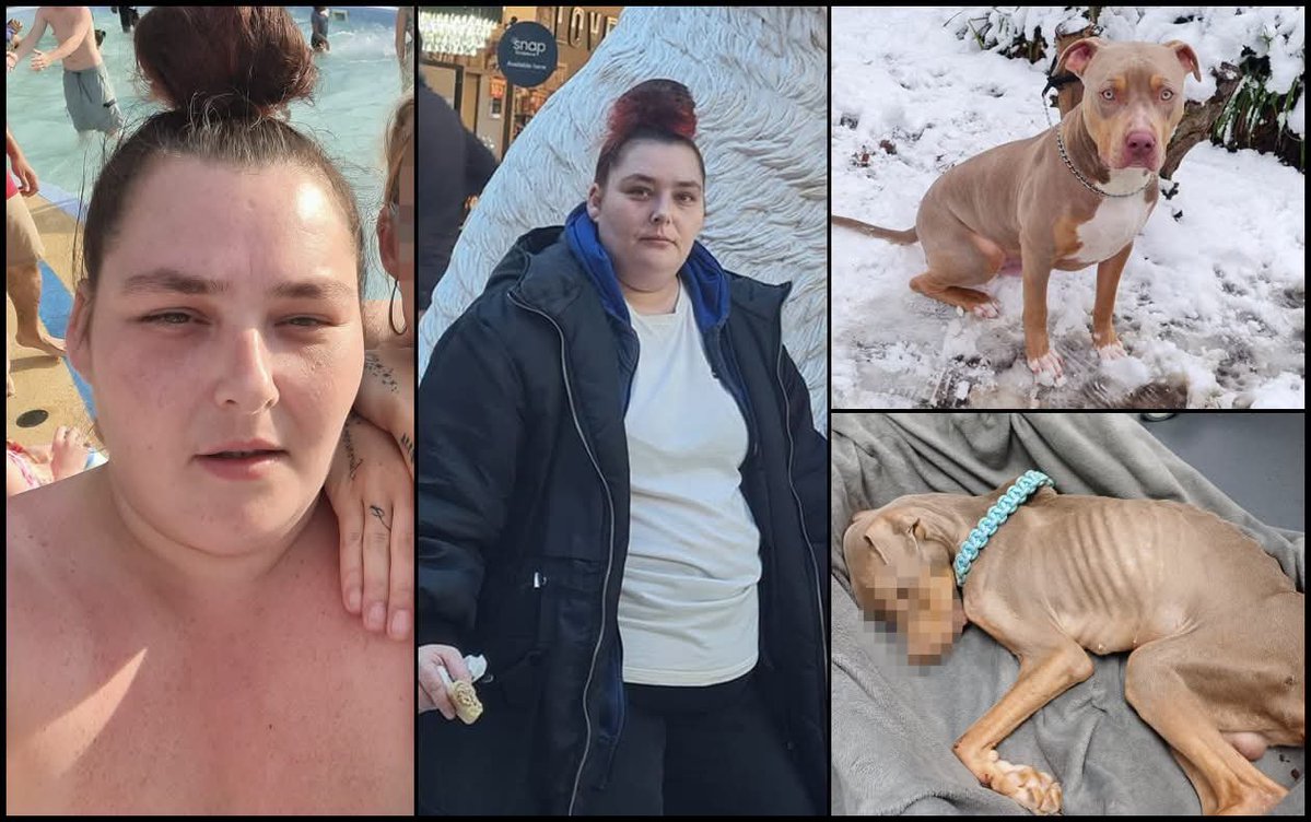 Perky_43's tweet photo. ⚠️ SENSITIVE IMAGE ⚠️

Another fat fucker - it's always the fat ones that starve these defenceless animals.

🚨 𝗔𝗡𝗜𝗠𝗔𝗟 𝗖𝗥𝗨𝗘𝗟𝗧𝗬 𝗖𝗢𝗡𝗩𝗜𝗖𝗧𝗜𝗢𝗡: 𝗩𝗔𝗡𝗘𝗦𝗦𝗔 𝗞𝗘𝗡𝗧𝗙𝗜𝗘𝗟𝗗

Vanessa Kentfield, of Manor Park, Lewisham, has been banned from keeping animals after her three-year-old bull-breed dog, 𝗥𝘂𝗯𝗶𝗰, starved to death.

When Rubic died, he weighed just 𝟮𝟭𝗸𝗴 — less than half the expected weight for a healthy dog of his type. 

Vets described him as 𝘀𝗸𝗲𝗹𝗲𝘁𝗮𝗹, with every bone visible and a body condition score of just 𝟭/𝟱.

This was not a sudden deterioration.

Rubic had already been seen by vets in August 2024 in a severely underweight condition and with a neck wound.
 
Kentfield said he had been staying with a friend. She then failed to attend follow-up appointments and did not return with him for more than a year.

When she finally brought Rubic back, it was with his 𝗱𝗲𝗮𝗱 𝗯𝗼𝗱𝘆.

The veterinary findings were horrific: prolonged and severe starvation, pressure sores consistent with lying on hard surfaces and massively overgrown nails indicating prolonged inactivity.

Most disturbingly, Kentfield had access to 𝗳𝗿𝗲𝗲 𝗣𝗗𝗦𝗔 veterinary care.

Yet at Bromley Magistrates’ Court, she received a 𝗳𝗶𝗻𝗲 𝗼𝗳 𝗷𝘂𝘀𝘁 £𝟯𝟬𝟬 and an animal ban.

No immediate custodial sentence. No community order.

The ban can also be appealed after five years.

Rubic was only three years old. 

His death followed what vets described as prolonged suffering — suffering that could potentially have been prevented.

The case also raises wider questions about how animal cruelty cases are dealt with when the consequences for the victim are so severe.

𝗥𝘂𝗯𝗶𝗰 𝗱𝗶𝗱𝗻’𝘁 𝗴𝗲𝘁 𝗮 𝘀𝗲𝗰𝗼𝗻𝗱 𝗰𝗵𝗮𝗻𝗰𝗲.

He needed someone to speak for him.

𝗨𝗞𝗔𝗖𝗙 will continue documenting cases like this and highlighting the suffering endured by animals who have no voice of their own.

🔗 UK Animal Cruelty Files:
https://t.co/MQWlOv1WAT