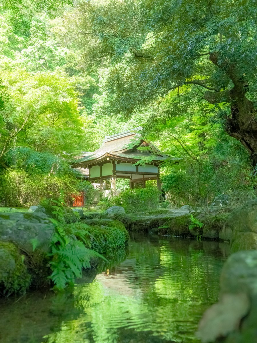 zw5150's tweet photo. 水と緑が美しい雅な庭園🍃

本日も素敵な一日をお過ごしください😊
#上賀茂神社
#京都 https://t.co/7jJ0Cm59FF