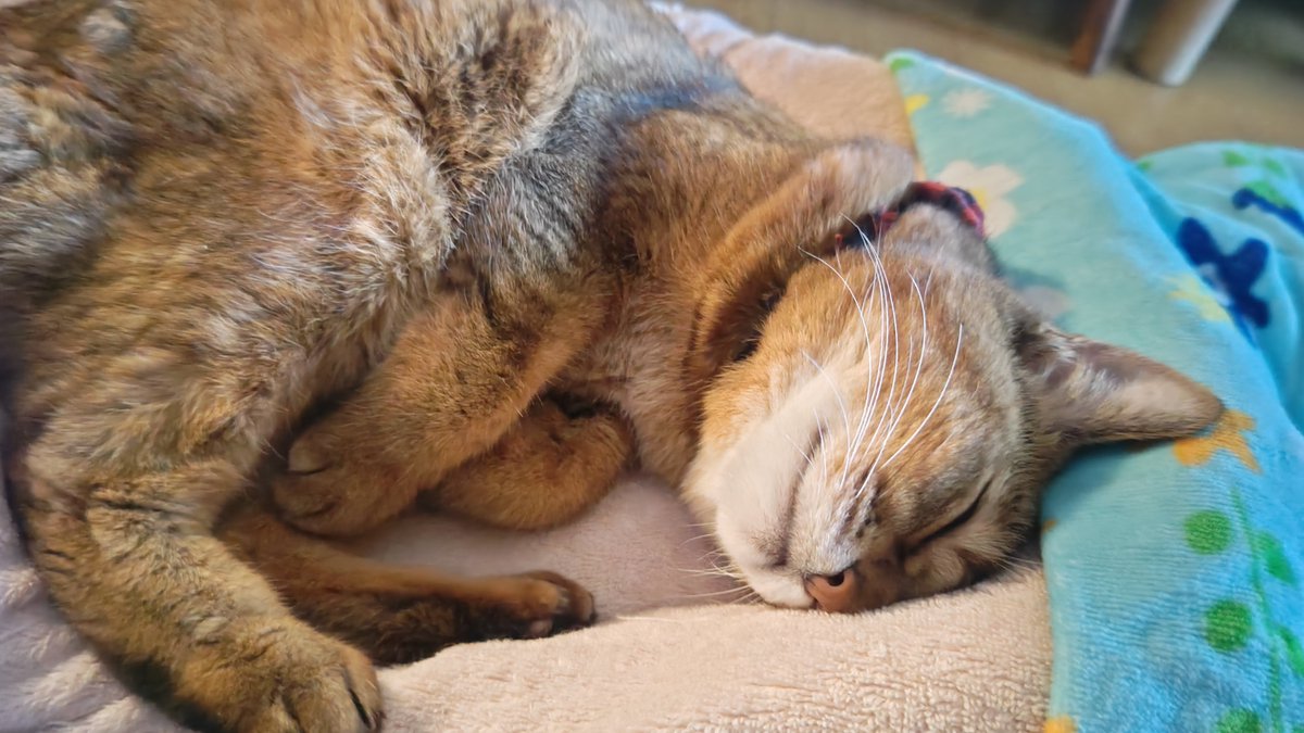 kikitolala1's tweet photo. おはようございます。

#猫のいる暮らし https://t.co/mT2MCqYDbW
