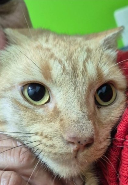 TiFaNiiii's tweet photo. Me re ayudan rt en sus estados, redes y amistades.. tengo una deuda personal con este Michi hermoso! Rescatado zona Costanera todo flaco y herido... El no va a volver a la calle, tiene que ir a un hogar! Esta a punto de recibir su alta de la vete.. porfaaa compartan! 🙏❤️‍🩹 https://t.co/DyERKRu2Lz