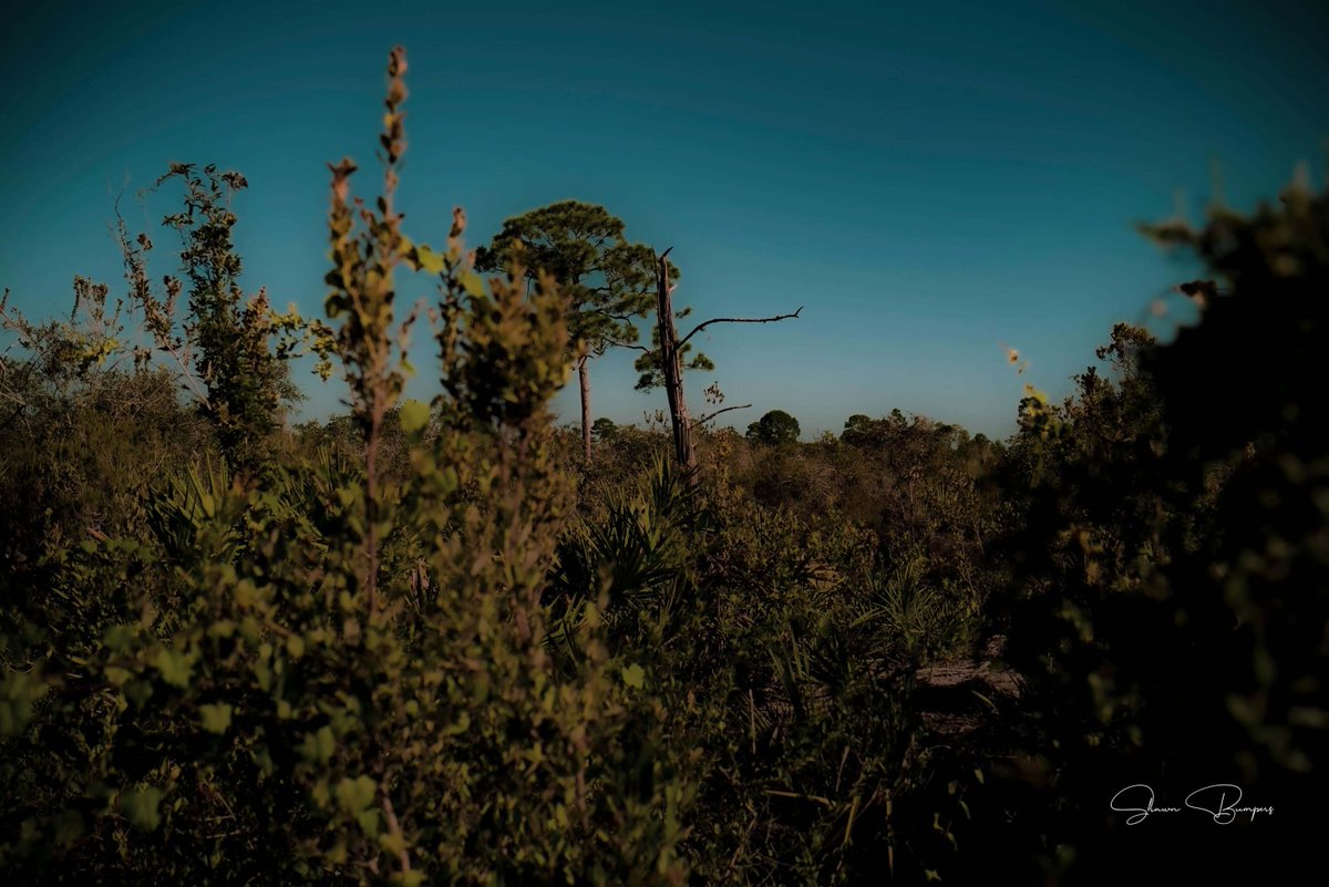solarcoast's tweet photo. Sometimes I hear songs for the first time and I think, why have I not heard this before? And I’m disappointed in everyone for not sharing. | #NewMusicDiscovery #WhyDidNobodyTellMe #NickCave #NaturePhotography #shawnbumpersphotography https://t.co/CiS1Ums5B8