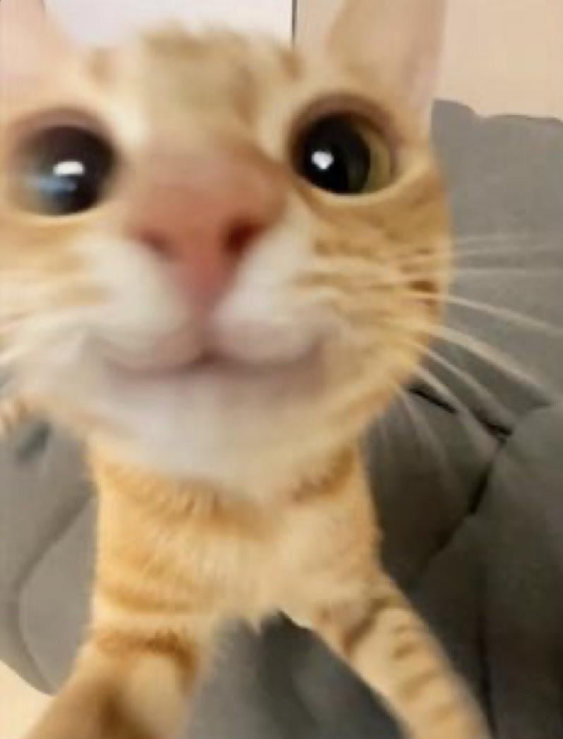 pattinsonactor's tweet photo. robert is a cat 😺 https://t.co/bHm4aA2REA