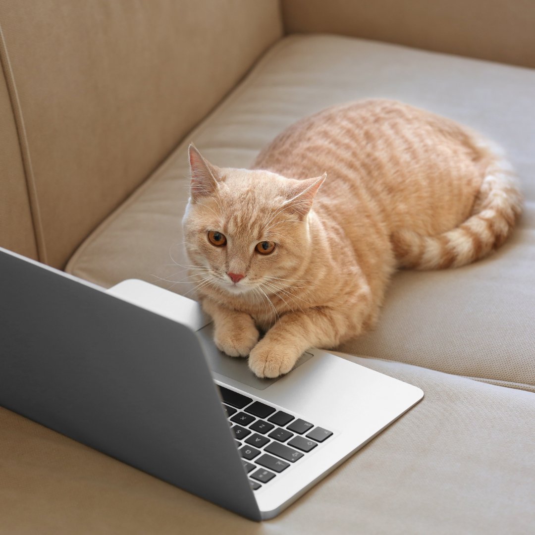 FloranceGuhdr's tweet photo. Mid-work slump = 5 mins of cat video break  Productivity will wait… for now. https://t.co/kzh3VvXN3p