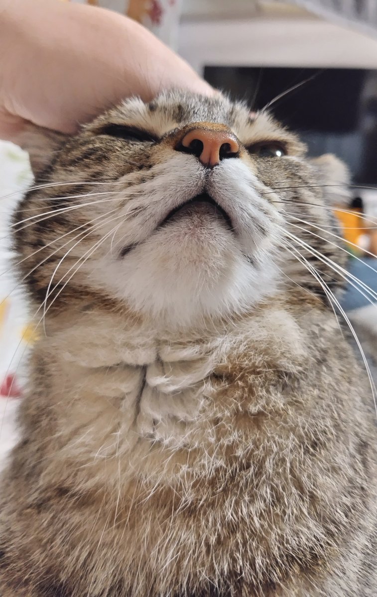 cat_56chan's tweet photo. おはよ〜ﾑﾌｯとしたゴちゃ重み https://t.co/vszf186fAP