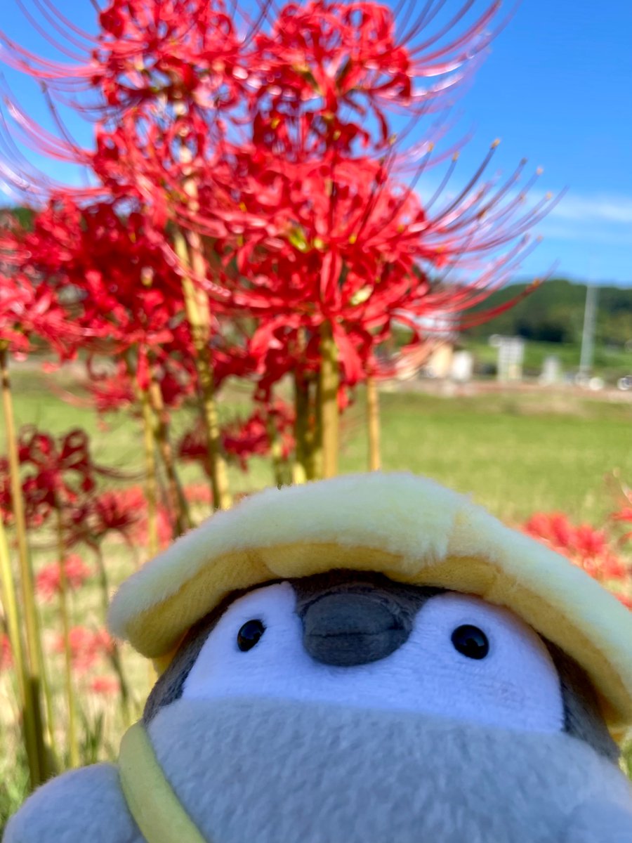 shirona312's tweet photo. おはようございます☀
今日はいい天気になりますように https://t.co/QNHmC9nGI4