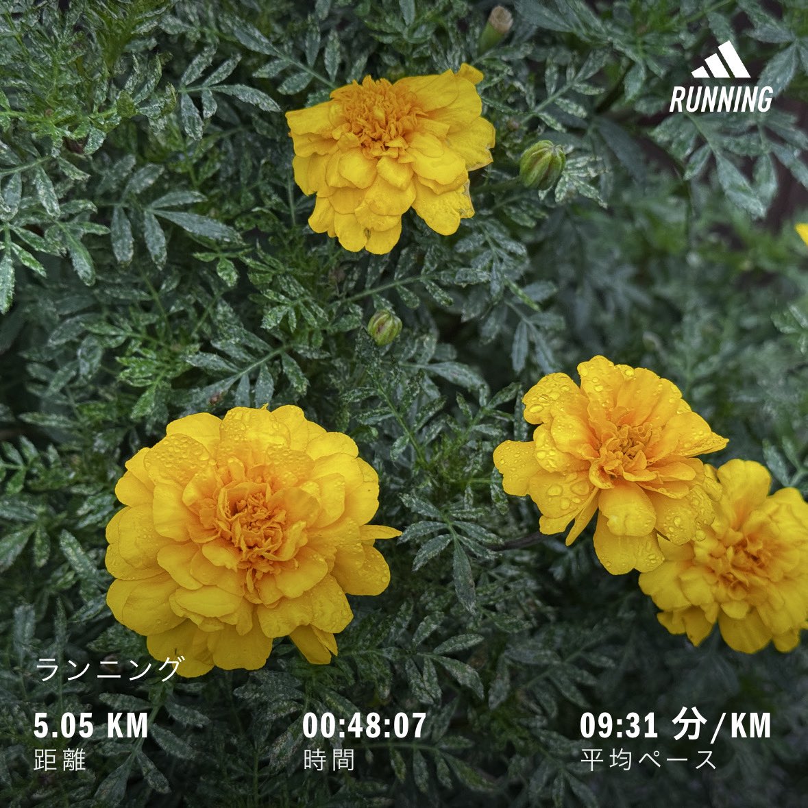 Motakn7's tweet photo. 今日の朝ラン。
ゆるりと走ってきました。
Morning run today.
I went for an easy jog.
#朝ラン #ランニング #running https://t.co/Bqk74ggLDr