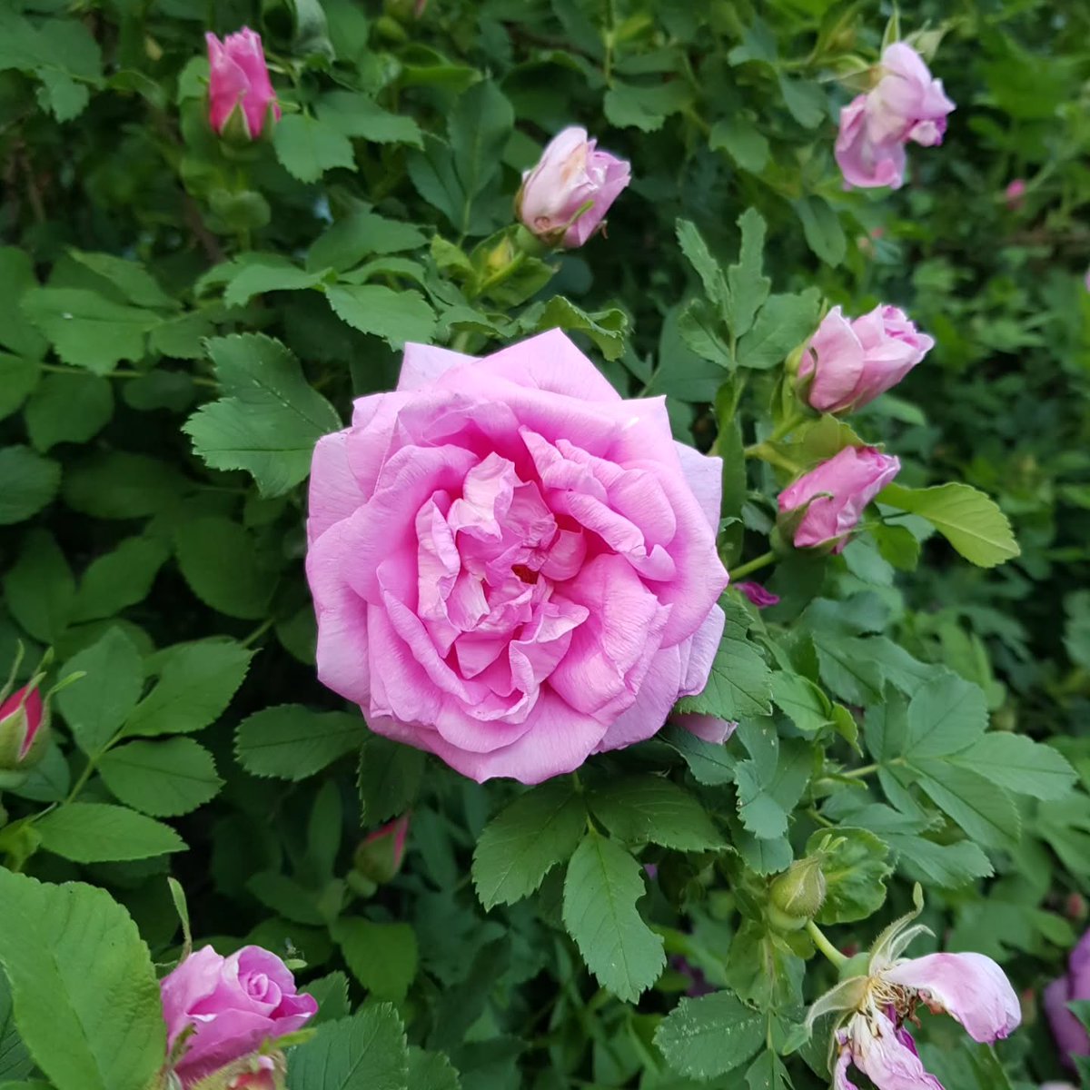 AthenaColdzgmc's tweet photo. Have a wonderful day! Beautiful flowers and vibrant colors make the world around us brighter. https://t.co/Tvzi6I2X14