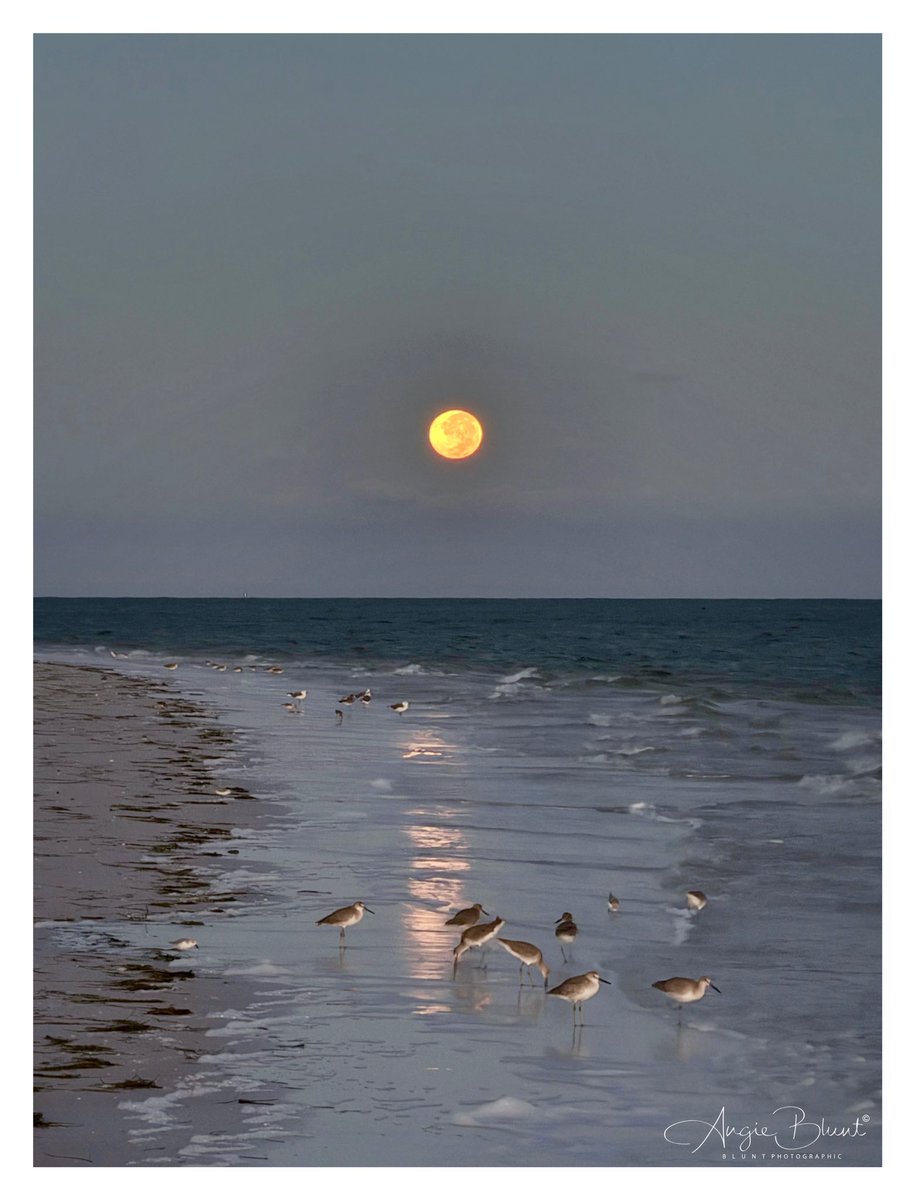 smile1fish's tweet photo. 🌕❤️ Beautiful Harvest Full Moon setting this morning on Bean Point. I love the reflection on the shore and all the bonus birds. The ones in front are willets…they have always been one of my favorites since we moved here. ~AMI-north end (9-26-26) ❤️ 📷 Angie Blunt #annamariaisland