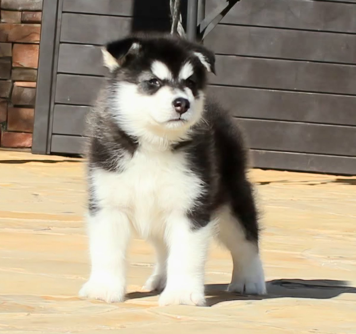 donschimming's tweet photo. @thedickbutkus    Butkus as 6 weeks old... https://t.co/SBCz7XyXI9